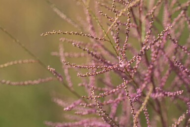 Tamarisk Tamarix ramosissima 'Pink Cascade' busk 80-100 C10 Tamarix ramosissima 'Pink Cascade' busk 80-100 cm