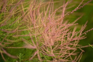 Tamarisk Tamarix ramosissima 'Pink Cascade' busk 80-100 C10 Tamarix ramosissima 'Pink Cascade' busk 80-100 cm