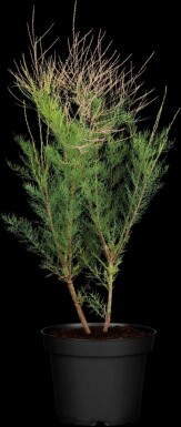 Tamarisk Tamarix ramosissima 'Pink Cascade' busk 80-100 C10 Tamarix ramosissima 'Pink Cascade' busk 80-100 cm