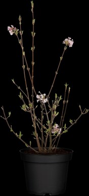 Viburnum bodnantense 'Charles Lamont' C12 100-150
