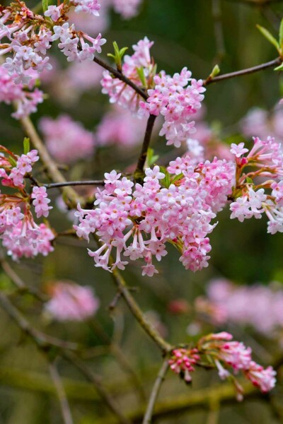 Viburnum bodnantense 'Dawn' C2,5 40-50