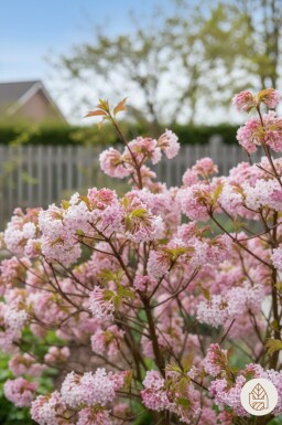 Viburnum bodnantense 'Dawn' busk 60-80 cm
