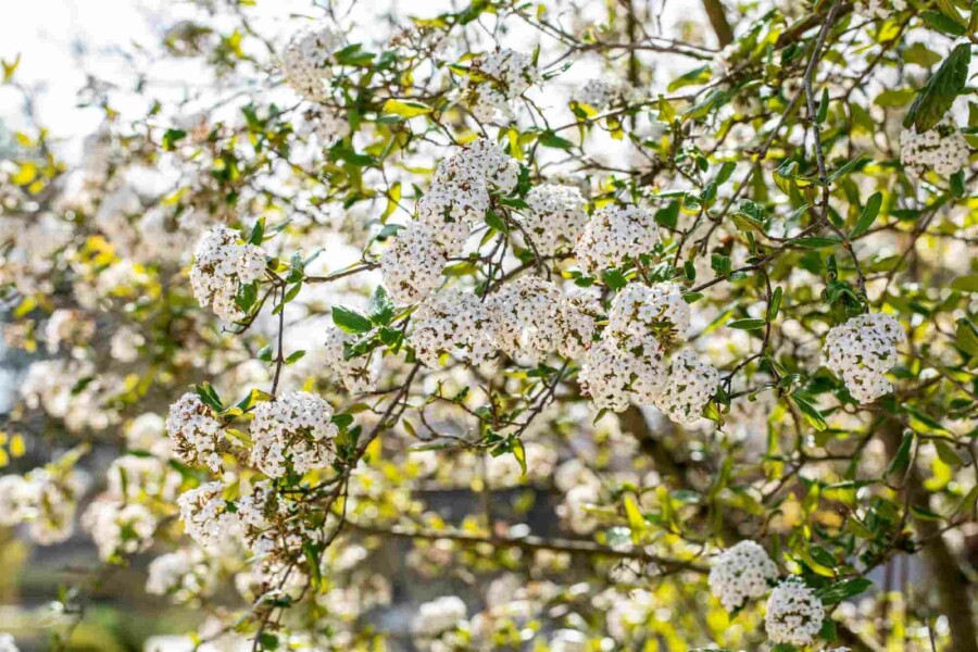 Duftsnebolle Viburnum burkwoodii busk 30-40 C3 Viburnum burkwoodii busk 30-40 cm