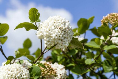Parfumeviburnum Viburnum carlcephalum busk 30-40 C3 Viburnum carlcephalum busk 30-40 cm