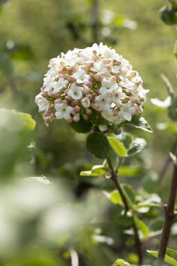 Koreansk duftkvalkved Viburnum carlesii 'Aurora' busk 30-40 C3 Viburnum carlesii 'Aurora' busk 30-40 cm