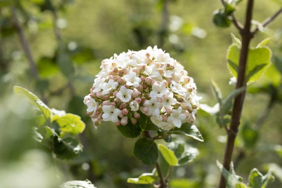 Koreansk duftkvalkved Viburnum carlesii 'Aurora' busk 30-40 C3 Viburnum carlesii 'Aurora' busk 30-40 cm