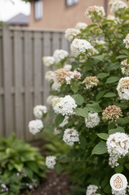 Viburnum carlesii 'Aurora' busk 30-40 cm