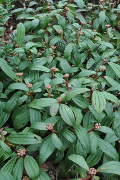 Viburnum davidii busk 30-40 cm