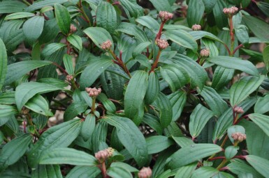Viburnum davidii busk 30-40 cm