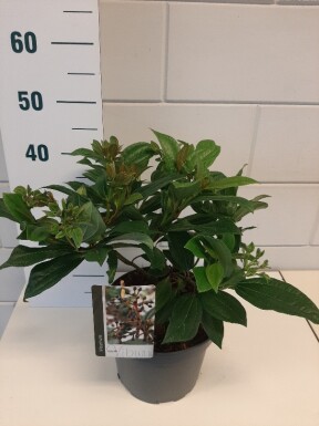Viburnum davidii busk 30-40 cm