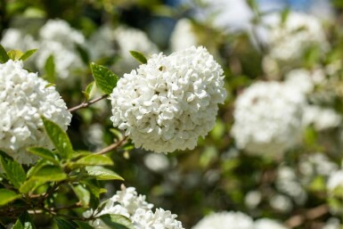 Viburnum 'Eskimo' C3 30-40