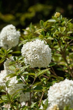 Viburnum 'Eskimo' C10 50-60
