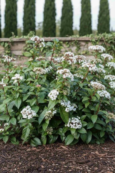 Viburnum hillieri 'Winton' busk 60-80 cm