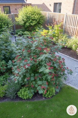 Viburnum lantana busk 80-100 cm