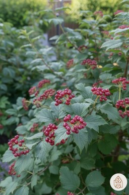 Viburnum lantana busk 80-100 cm