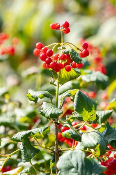 Viburnum opulus 'Compactum' C7,5 50-60