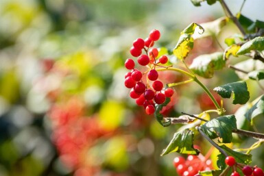 Viburnum opulus 'Compactum' C7,5 50-60