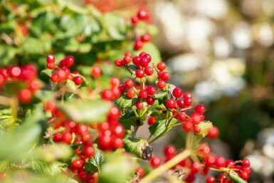 Viburnum opulus 'Compactum' C7,5 50-60
