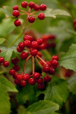 Viburnum opulus 'Compactum' C7,5 50-60