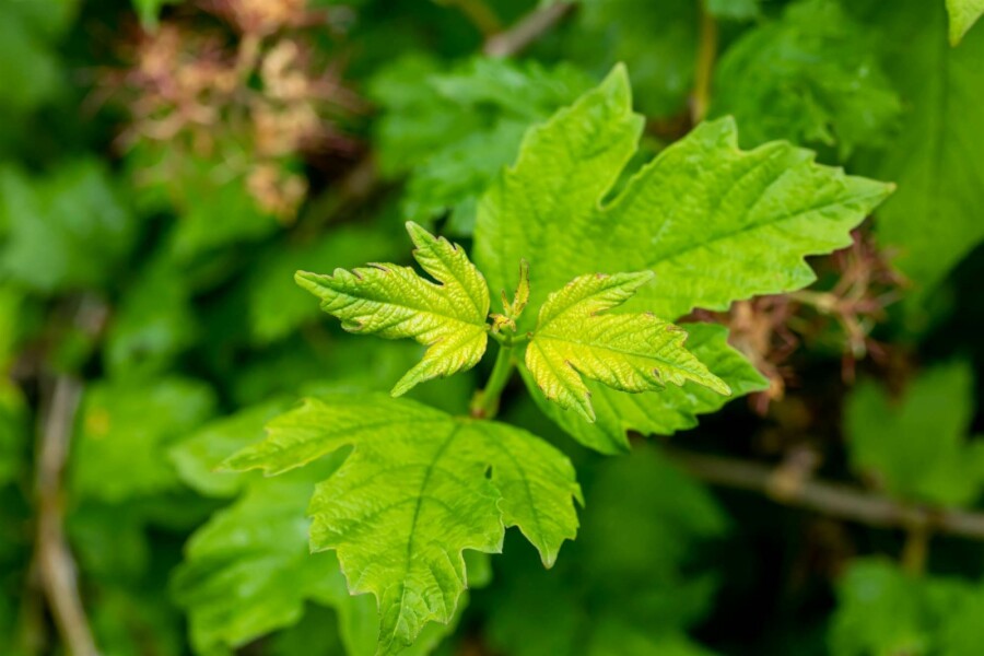 Kalina Viburnum opulus 'Roseum' busk 30-40 C3 Viburnum opulus 'Roseum' busk 30-40 cm