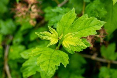Kalina Viburnum opulus 'Roseum' busk 30-40 C3 Viburnum opulus 'Roseum' busk 30-40 cm