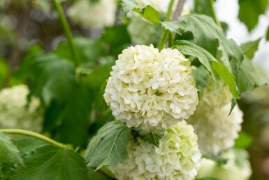 Kalina Viburnum opulus 'Roseum' busk 30-40 C3 Viburnum opulus 'Roseum' busk 30-40 cm