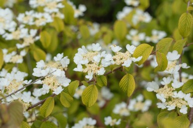 Viburnum plicatum 'Watanabe' C5 50-60