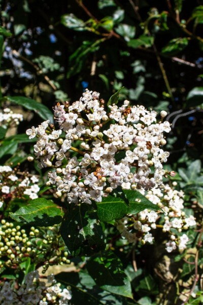 Laurbærkirsebær Viburnum tinus 'Gwenllian' busk 30-40 C3 Viburnum tinus 'Gwenllian' busk 30-40 cm