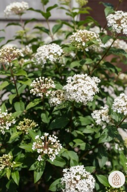Viburnum tinus 'Gwenllian' busk 30-40 cm