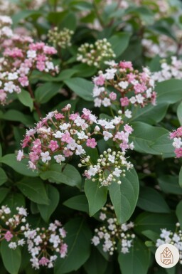 Viburnum tinus 'Lisa Rose' busk 35-45 cm