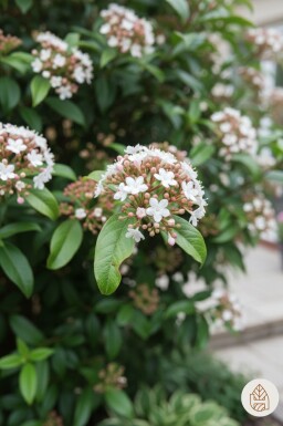 Viburnum tinus 'Spirit' busk 40-45 cm