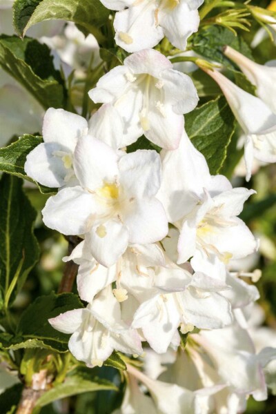 Weigela 'Candida' C6,5 60-80