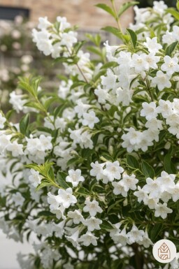 Weigela 'Candida' busk 80-100 cm