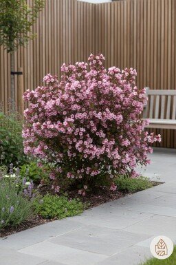 Weigela florida 'Nana Purpurea' busk 40-50 cm