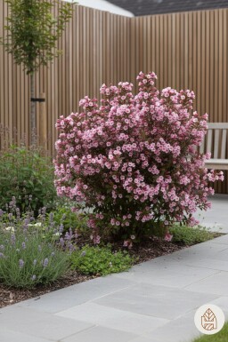 Weigela florida 'Nana Purpurea' busk 40-50 cm