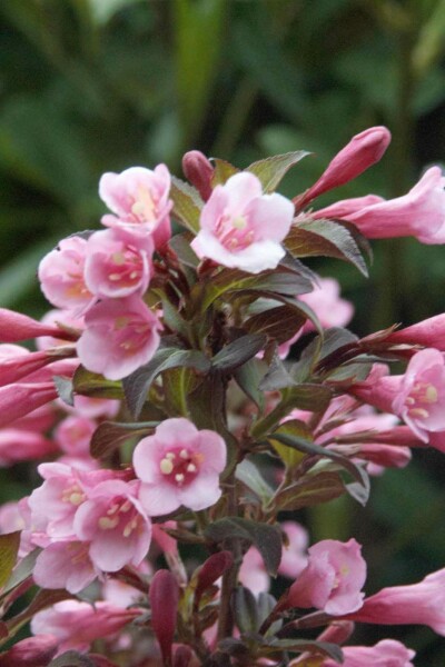 Weigela florida 'Nana Purpurea' C2 30-40