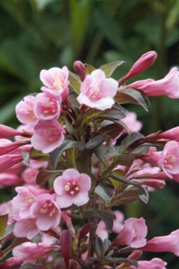 Weigela florida 'Nana Purpurea' C2 30-40