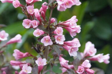 Weigela florida 'Nana Purpurea' C2 30-40