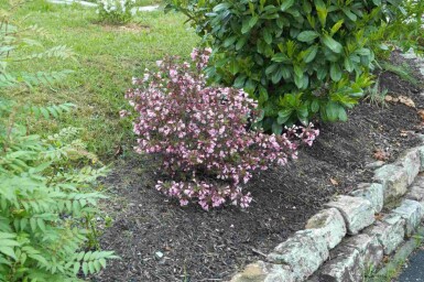 Weigela florida 'Nana Purpurea' C2 30-40