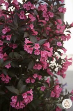 Weigela 'Naomi Campbell' busk 30-40 cm