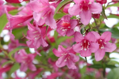 Weigela 'Rosea' C10 50-60
