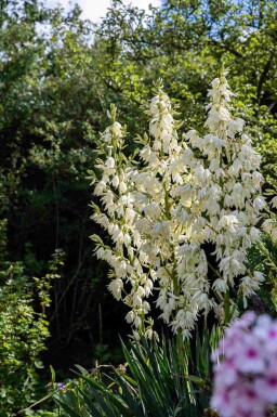 Yucca filamentosa C2 30-40