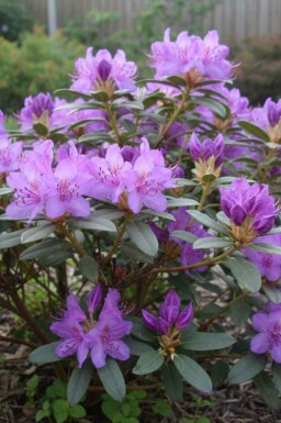 Rhododendron Rhododendron 'Blue Silver' busk Rhododendron 'Blue Silver' busk 15-20 cm