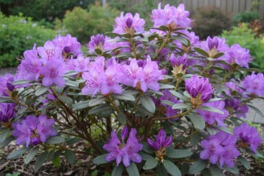 Rhododendron Rhododendron 'Blue Silver' busk Rhododendron 'Blue Silver' busk 15-20 cm