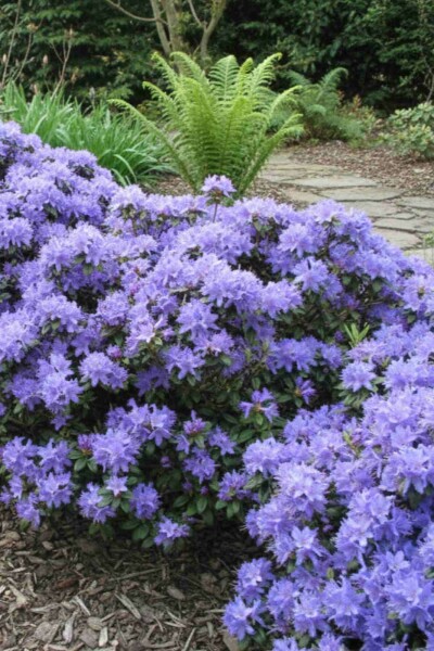 Rhododendron 'Blue Tit' busk