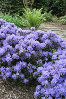 Rhododendron Rhododendron 'Blue Tit' busk Rhododendron 'Blue Tit' busk