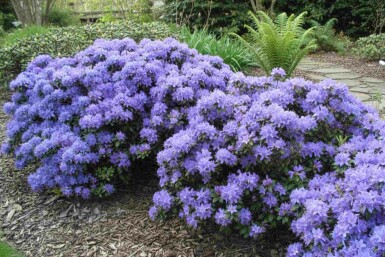 Rhododendron Rhododendron 'Blue Tit' busk Rhododendron 'Blue Tit' busk