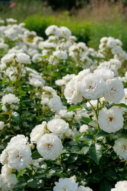 Rose Rosa 'White Fairy' busk Rosa 'White Fairy' busk
