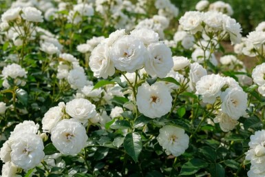 Rose Rosa 'White Fairy' busk Rosa 'White Fairy' busk