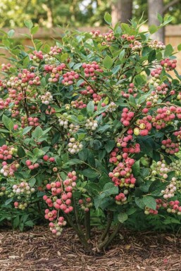 Amerikansk blåbær Vaccinium corymbosum 'Pink Lemonade' busk Vaccinium corymbosum 'Pink Lemonade' busk